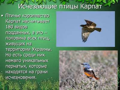 Исчезающие птицы Карпат - 2