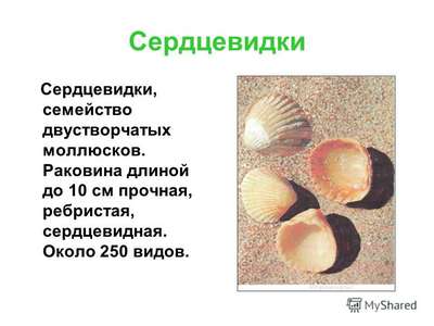 Моллюски семейства сердцевидки