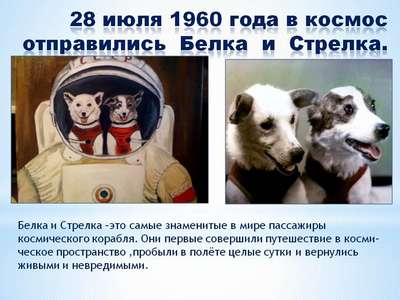 Четвероногие космонавты Белка и Стрелка: звездные собаки всеобщие любимицы