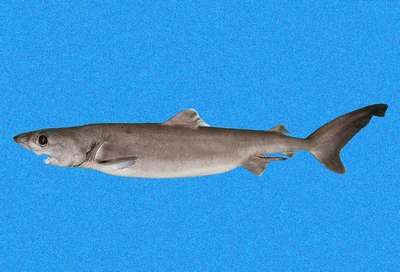 Рыбы семейства ложнопесчаная акула
