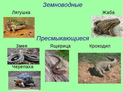 Рептилии и земноводные семейства двухцветные змеи