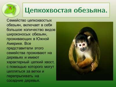 Млекопитающие семейства цепкохвостые обезьяны