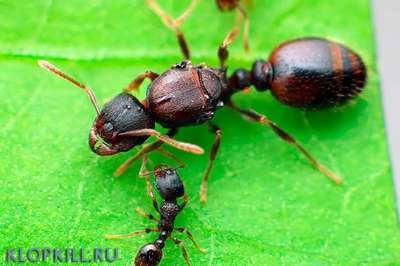 Дерновый муравей