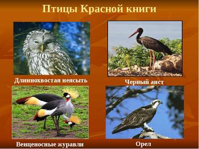 По страницам Красной книги страны: птицы