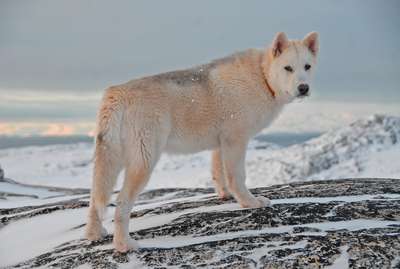 Гренландская собака (Greenland Dog)