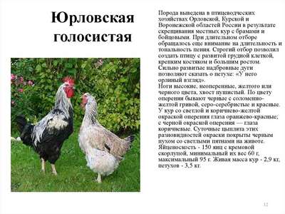 Сусceкc порода кур: описание птиц, внешний вид и фото