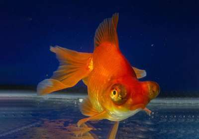 Золотая рыбка: телескоп