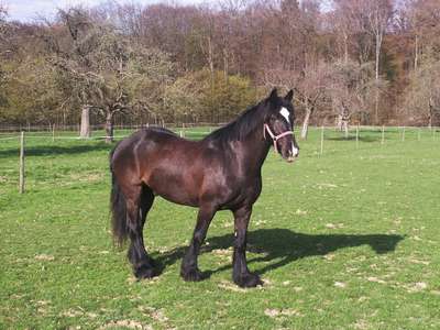 Порода лошадей Далес (пони): описание и фотографии