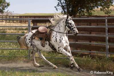 Колорадо рэйнджер - универсальный конь, подходящий для множества видов использования.
