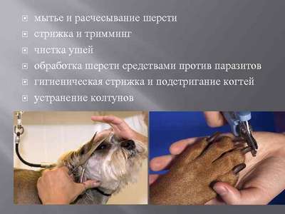 Гигиена собаки: уход за шерстью, ушами, когтями, стрижка и треминг