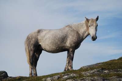 Эрискайский пони (The Eriskay Pony)