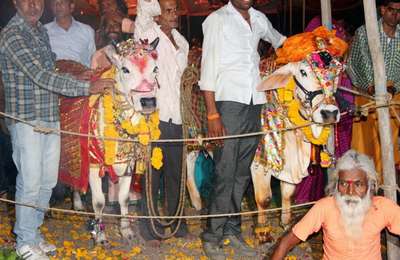 в Индии сыграли свадьбу коровы и быка