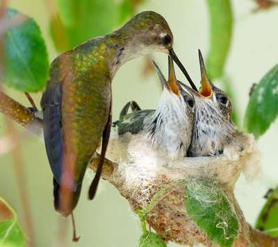 Размножение колибри