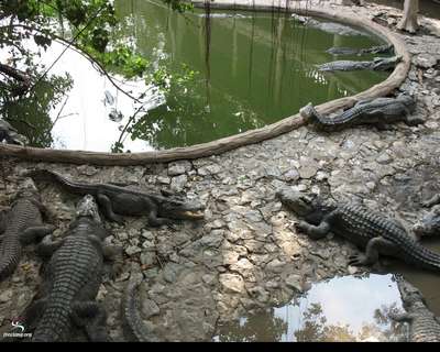 На западе Грузии будут разводить крокодилов
