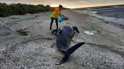 Более 50 дельфинов выбросило на берег Новой Зеландии