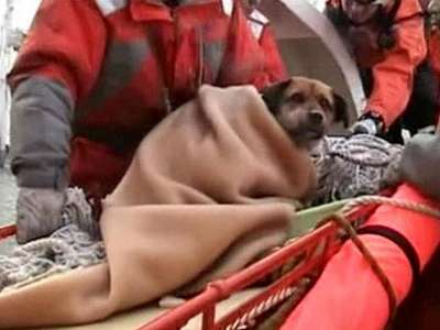 В Японии собака, пережившая землетрясение и цунами, вернулась к хозяйке