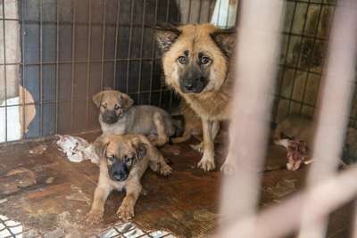 Китайские защитники животных спасли сотни собак от поедания