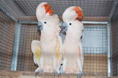 Разведение попугаев Какаду