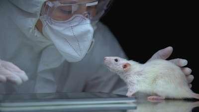 Ученых Великобритании лишили привозных лабораторных животных