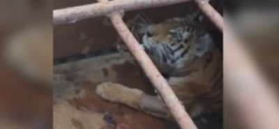 Житель Приморья, застреливший тигра, заплатит более полумиллиона рублей