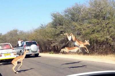 Антилопа спаслась от гепардов, запрыгнув в машину к туристам
