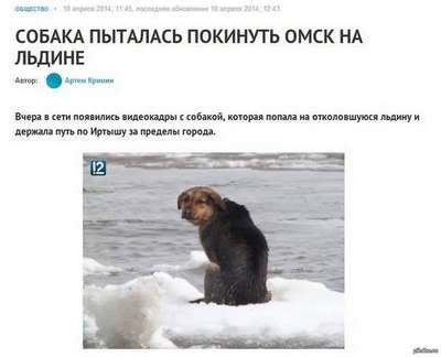 Собака пыталась покинуть Омск на льдине