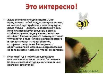 Ученым удалось перевести язык пчел
