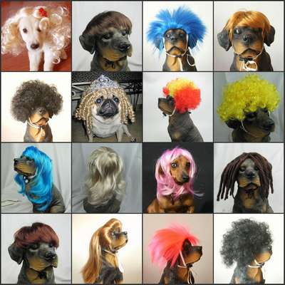 В моду у собак входят парики