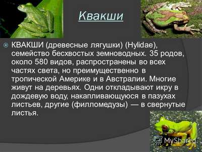 Квакши: лягушки, рожденные жить на деревьях