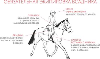 Покупка лошади: способы, документы, полезные советы