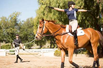 Выездка и тренинг лошадей: подготовка