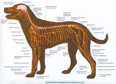 Нервная система собаки