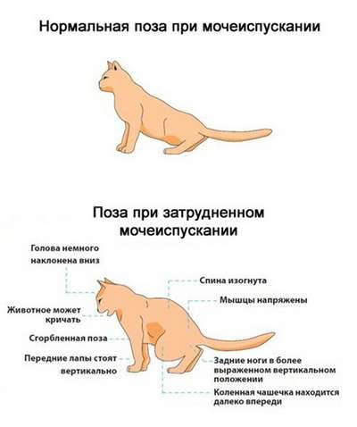 Мочекаменная болезнь у котов и собак