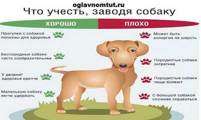 Аллергия не помеха: выбираем домашних животных без последствий для здоровья