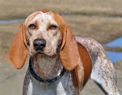 Английская енотовая гончая (красно-крапчатый кунхаунд) (English Coonhound, Redtick Coonhound)