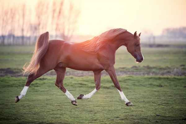 
    Арабская лошадь 🌟 Фото, описание, ареал, питание, враги ✔
    