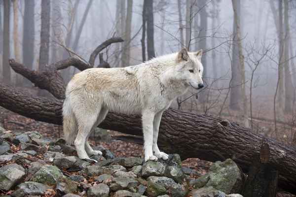 
    Тундровый волк 🌟 Фото, описание, ареал, питание, враги ✔
    