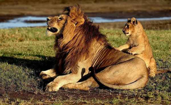 
    Африканский лев 🌟 Фото, описание, ареал, питание, враги ✔
    