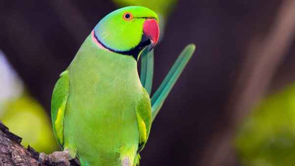 
    Кольчатый попугай 🌟 Фото, описание, ареал, питание, враги ✔
    