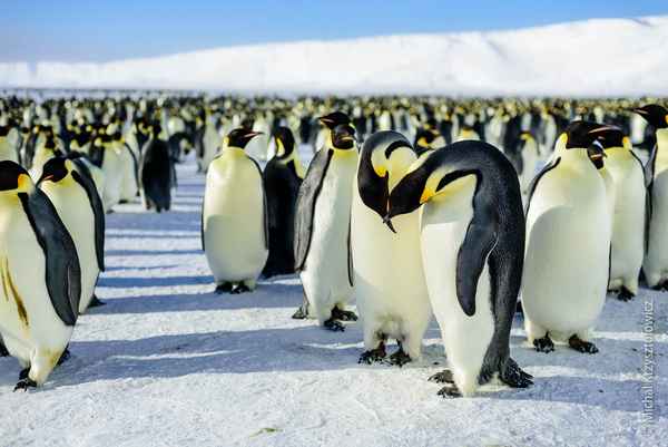 
    Императорский пингвин 🌟 Фото, описание, ареал, питание, враги ✔
    