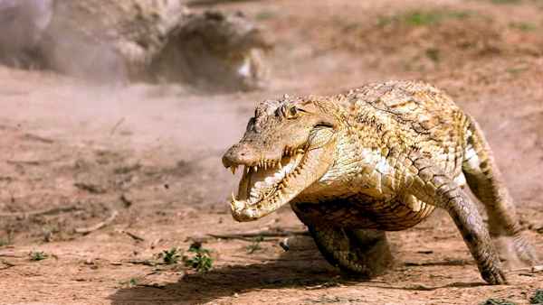 
    Нильский крокодил 🌟 Фото, описание, ареал, питание, враги ✔
    