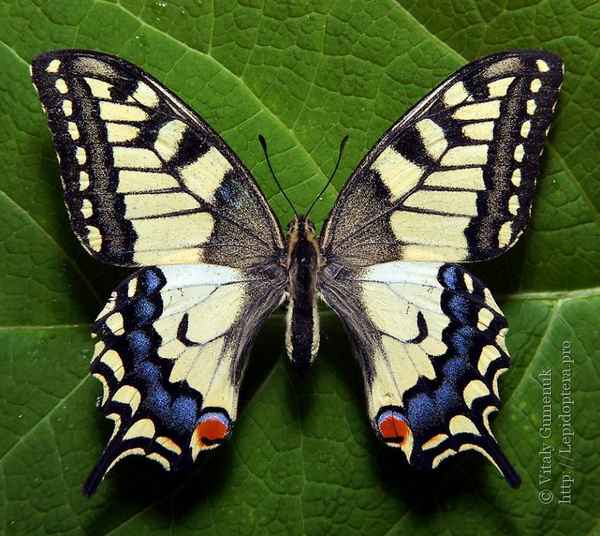 
    Бабочка Махаон 🌟 Фото, описание, ареал, питание, враги ✔
    