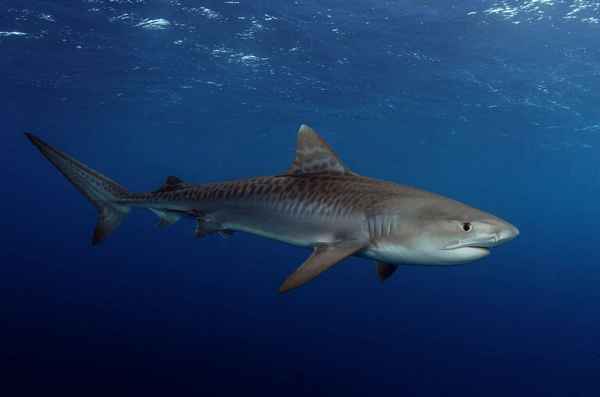 
    Тигровая акула 🌟 Фото, описание, ареал, питание, враги ✔
    
