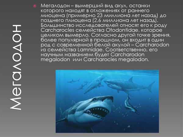 
    Акула мегалодон 🌟 Фото, описание, ареал, питание, враги ✔
    