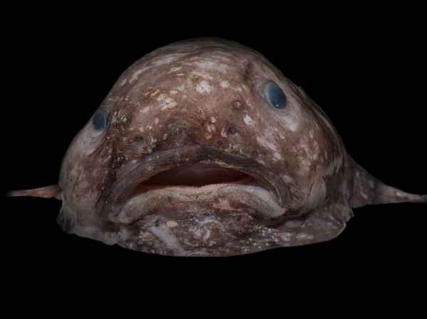 
    Рыба-капля 🌟 Фото, описание, ареал, питание, враги ✔
    