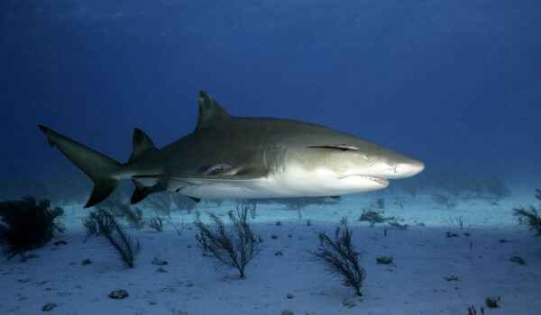 
    Лимонная акула 🌟 Фото, описание, ареал, питание, враги ✔
    