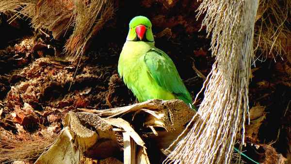
    Ожереловый попугай 🌟 Фото, описание, ареал, питание, враги ✔
    