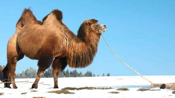 
    Двугорбый верблюд 🌟 Фото, описание, ареал, питание, враги ✔
    