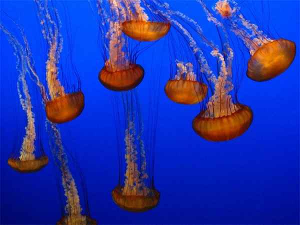 
    Медуза 🌟 Фото, описание, ареал, питание, враги ✔
    