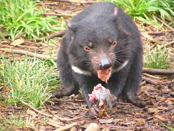 
    Тасманский дьявол 🌟 Фото, описание, ареал, питание, враги ✔
    